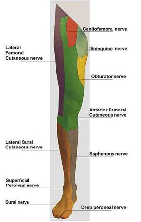 Femoral Nerve Anatomy Orthobullets Femoral Nerve Anatomy Orthobullets